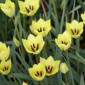 Tulipa linifolia 'Honky Tonk' (Linalapė tulpė)- žavinga rūšinė botaninė laukinė tulpė gelsvos spalvos žiedais, retas svogūninis augalas, svogūnas