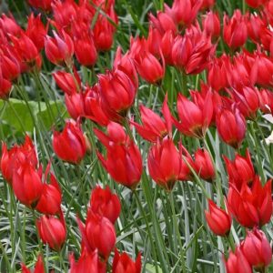 tulipa lizzy tulpė rūšinė laukinė botaninė gėlės ir manufaktūra svogūninis